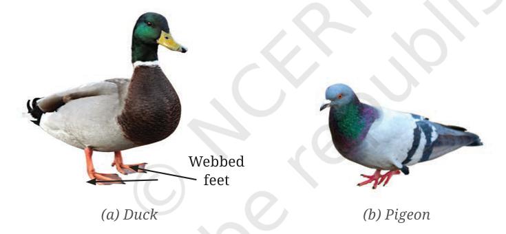 Observe the labelled part of a duck in the picture givenbelow. What differences do you observe in the feet of theduck compared to the other birds Which activity would theduck be able to perform using this part